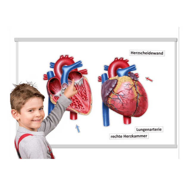TimeTEX Širdis iš vidaus ir išorės, magnetinis rinkinys, 26 dalių (TT81362)
