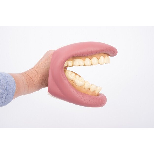 Demonstracinis žmogaus dantų rinkinys (CM03083)