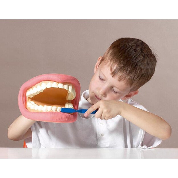 Demonstracinis žmogaus dantų rinkinys (CM03083)