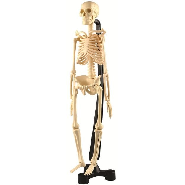 Priemonė - mini Žmogaus skeletas (CM03062)
