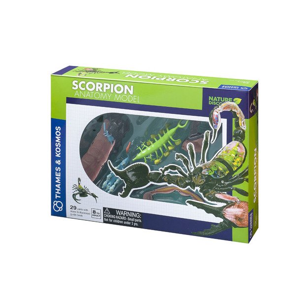 Thames & Kosmos edukacinė priemonė - modelis  Skorpiono anatomija  (261130)