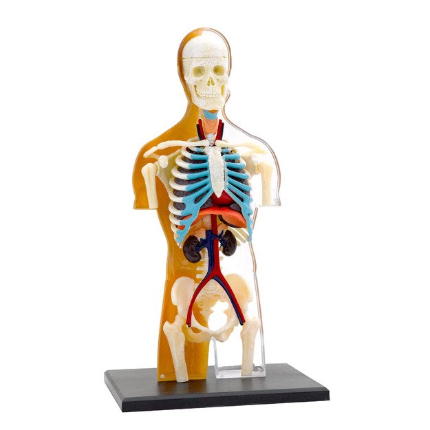 Thames & Kosmos edukacinė priemonė - modelis  Žmogaus anatomija  (260830)